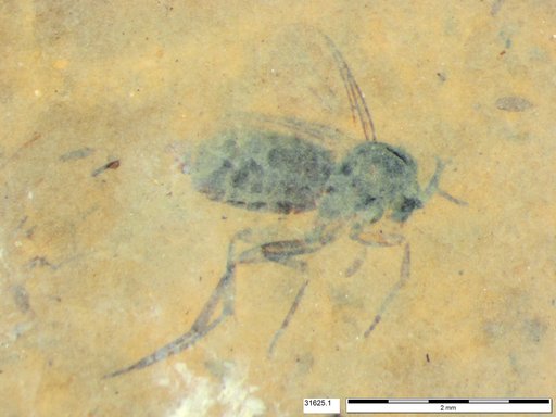 Diptera