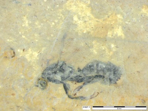 Formicidae