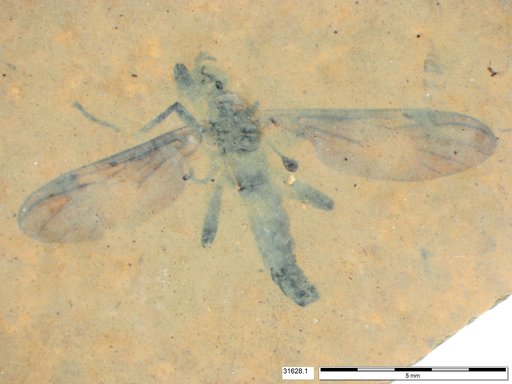 Genus sp