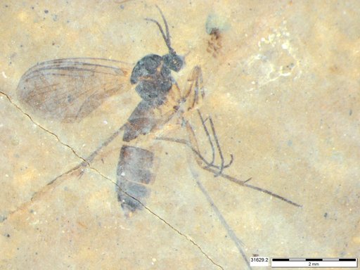 Mycetophilidae