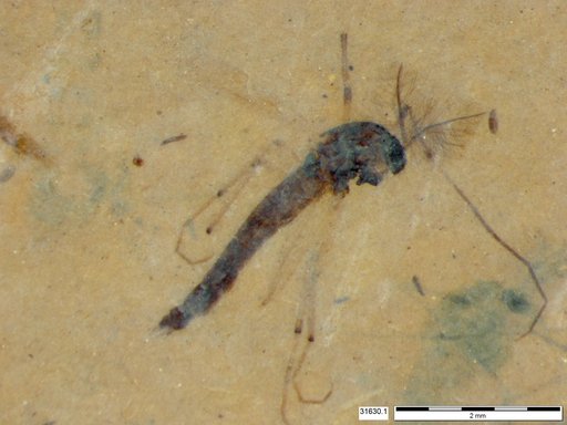 Genus sp