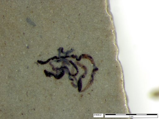 Genus sp