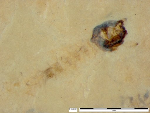 Chaoboridae