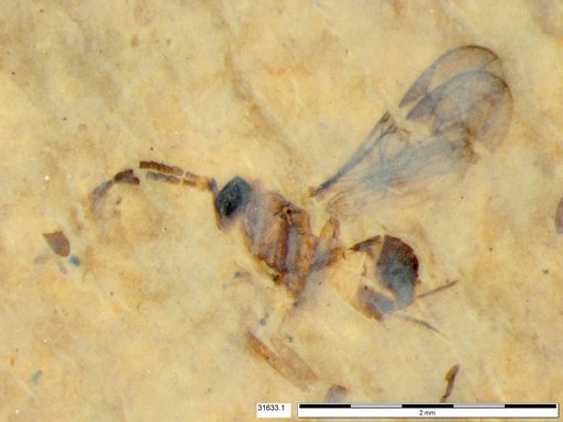 Braconidae