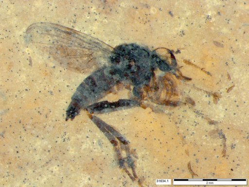 Diptera