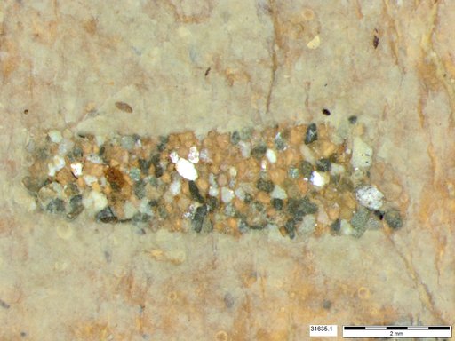 Genus sp