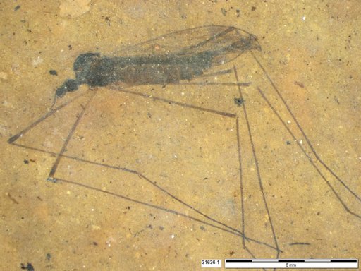 Genus sp
