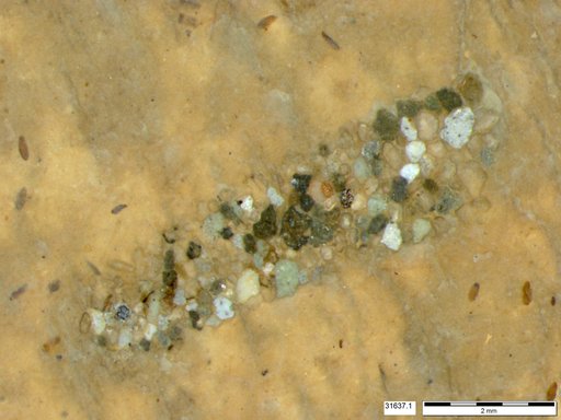 Genus sp