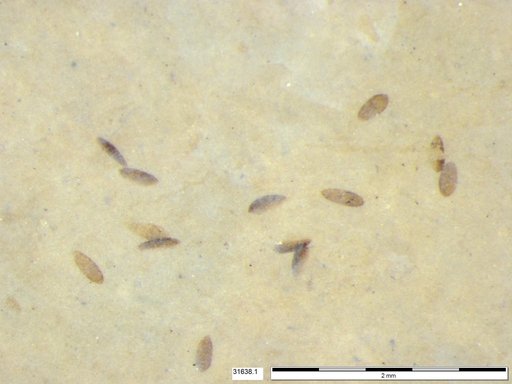 Diptera
