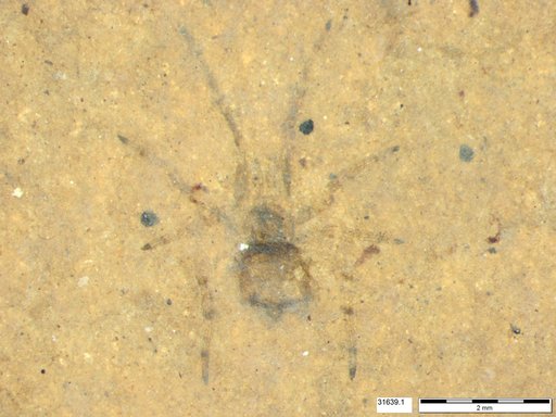 Genus sp