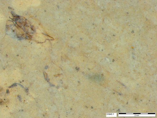 Genus sp