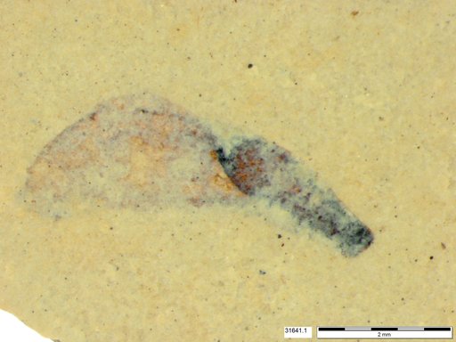 Tracheophyta