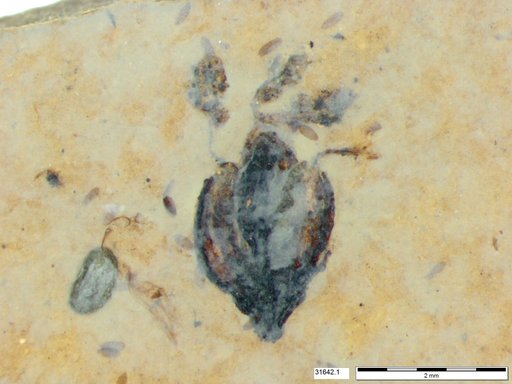 Tracheophyta