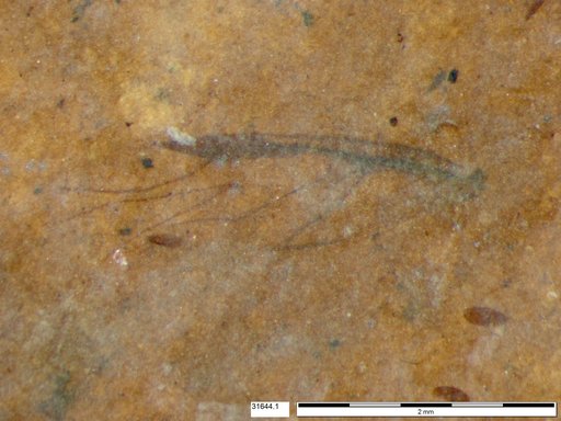 Aphididae