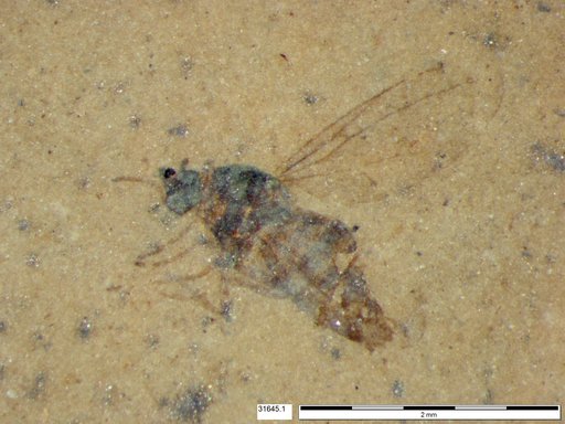 Diptera
