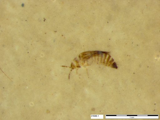 Genus sp