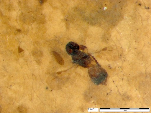 Megaspilidae