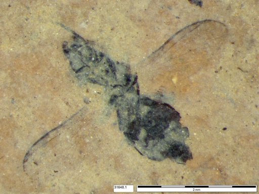 Diptera