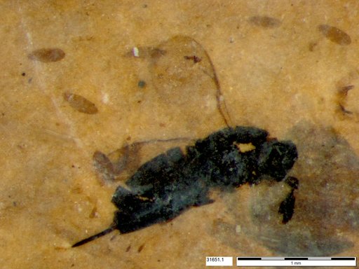 Genus sp