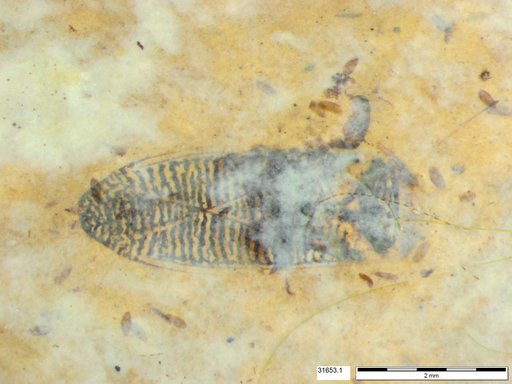 Corixidae