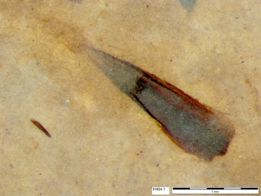 Tracheophyta