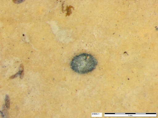Tracheophyta