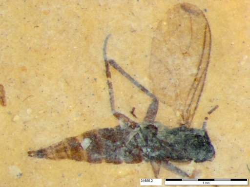 Sciaridae