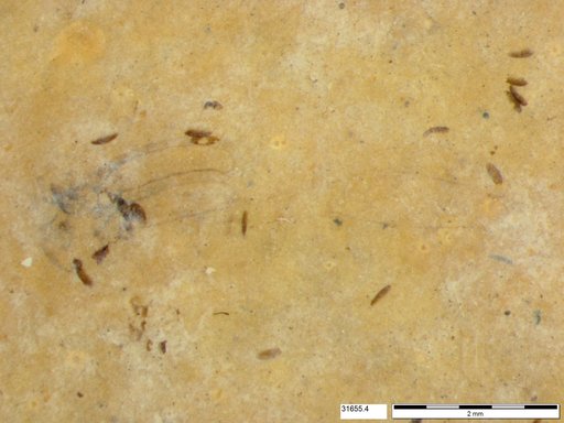 Genus sp