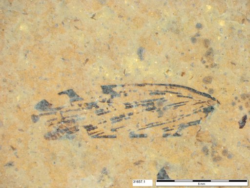 Genus sp