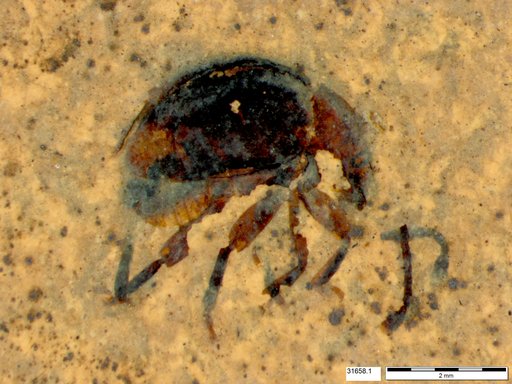 Genus sp
