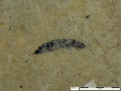 Genus sp