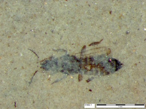 Genus sp