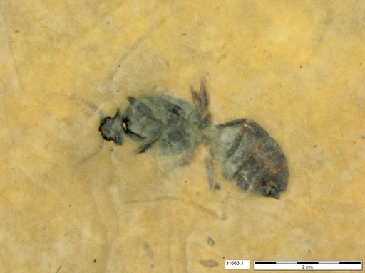 Formicidae