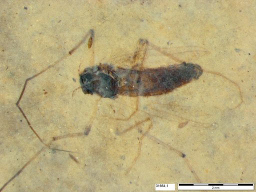Diptera