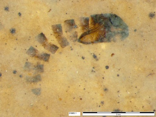 Genus sp