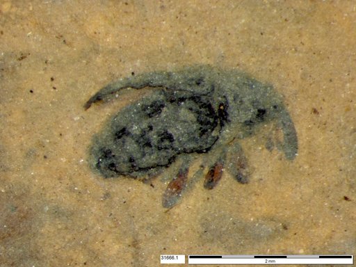 Genus sp