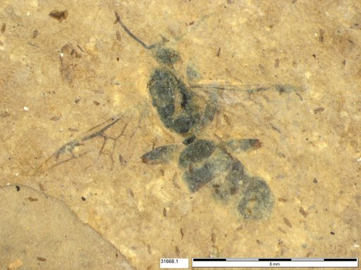 Formicidae
