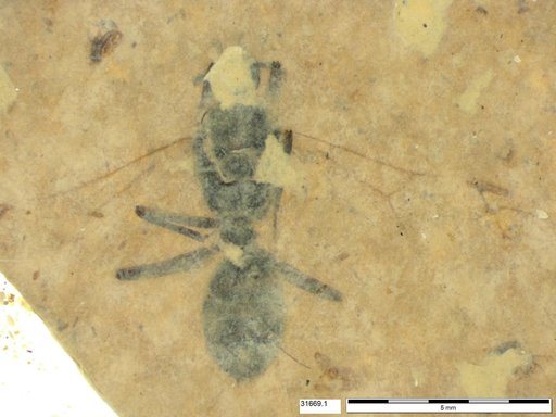 Formicidae