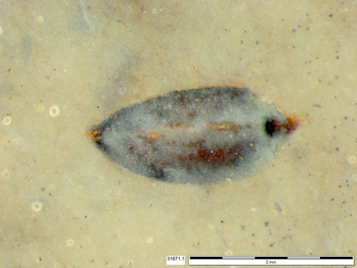 Tracheophyta