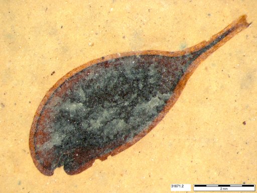 Tracheophyta