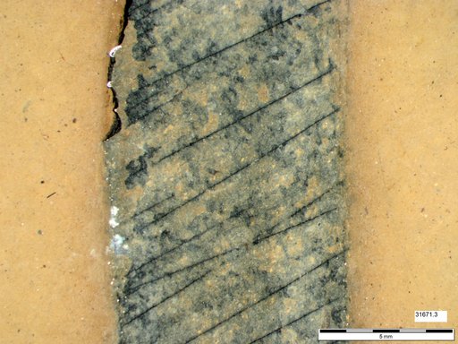 Tracheophyta