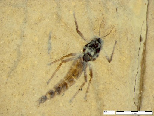 Genus sp