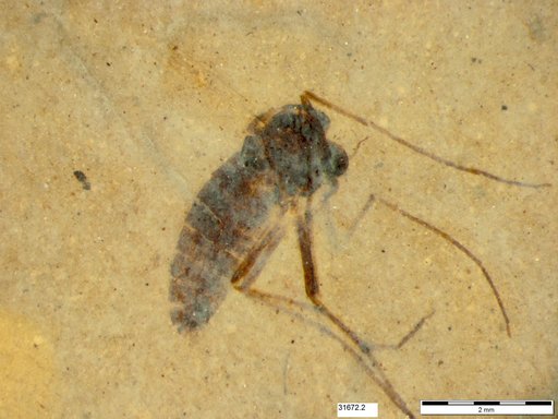 Diptera