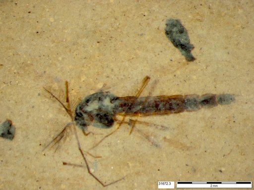 Genus sp