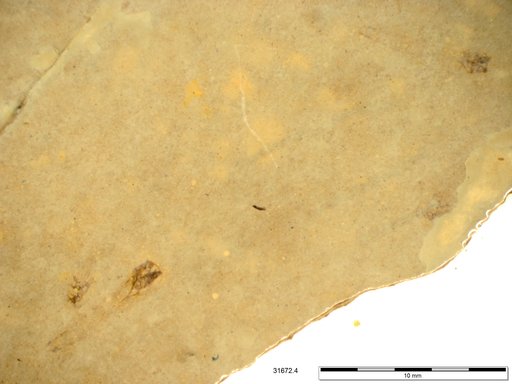Genus sp