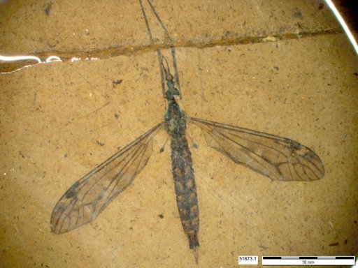 Genus sp