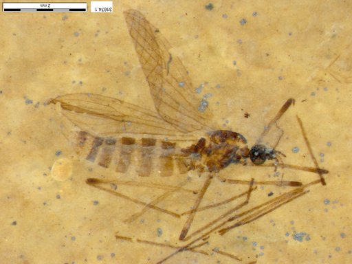 Diptera