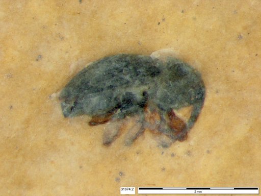 Genus sp