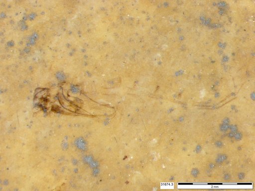 Genus sp