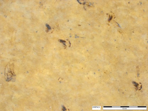 Genus sp